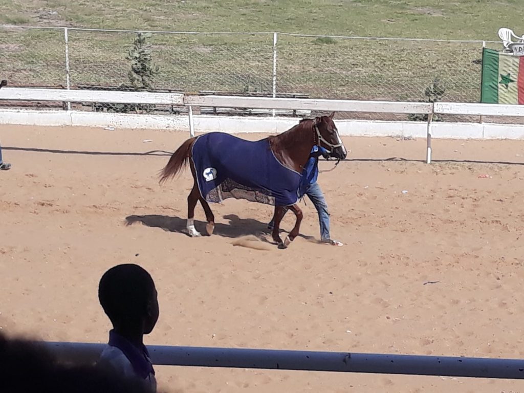Courses Hippiques : 1ère édition GP HCCT : Darou Khoudoss dans l'histoire - wiwsport Courses Hippiques : 1ère édition GP HCCT : Darou Khoudoss dans l'histoire - wiwsport