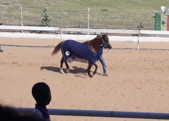 Courses Hippiques : 1ère édition GP HCCT : Darou Khoudoss dans l'histoire - wiwsport