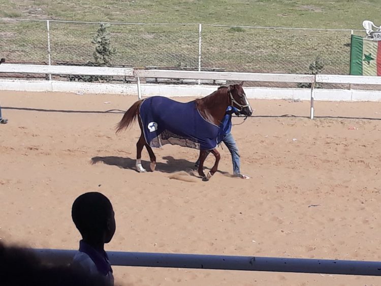 Courses Hippiques : 1ère édition GP HCCT : Darou Khoudoss dans l'histoire - wiwsport Courses Hippiques : 1ère édition GP HCCT : Darou Khoudoss dans l'histoire - wiwsport