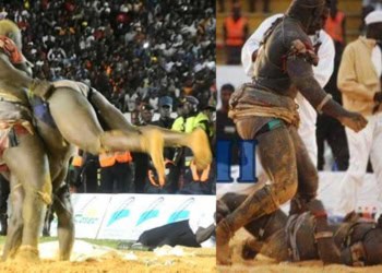 Rivalité avec Modou lô - Balla Gaye 2 ravive la tension : « Il n’est pas mon Roi des Arènes car je l’ai battu deux fois… » - wiwsport