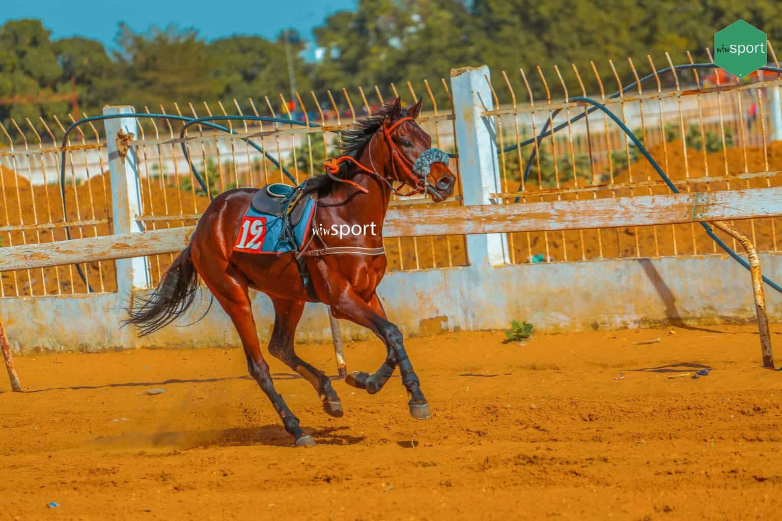 Courses Hippiques - La 7e journée bat le record de participation de chevaux, voici les résultats ! - wiwsport