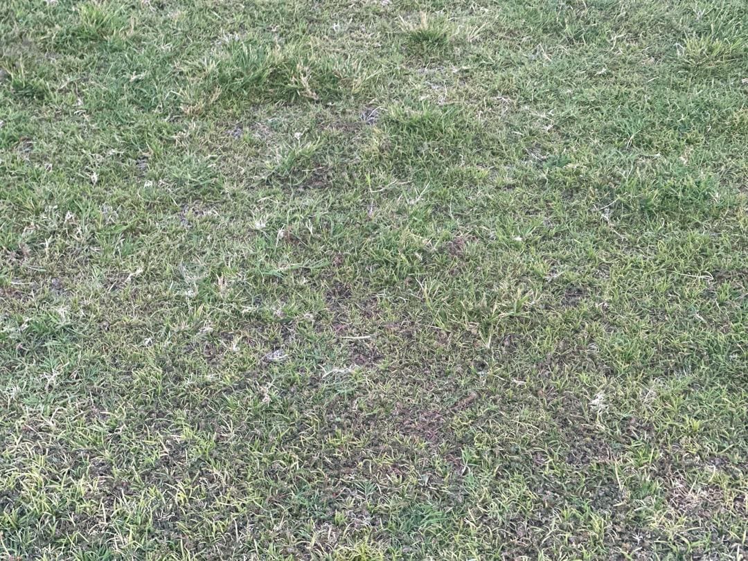 Reportage : Lat Dior à l’agonie, une pelouse qui "disparaît" sous le poids de la négligence - wiwsport